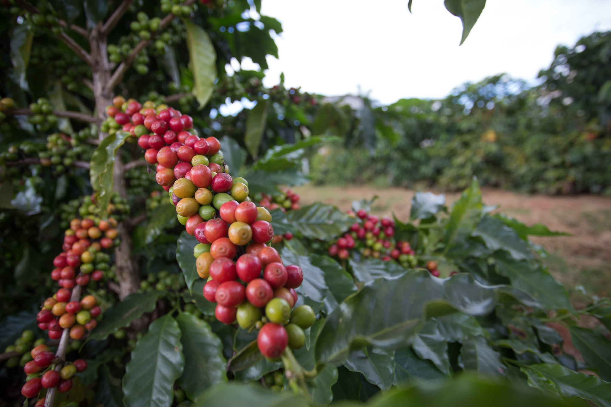 Café robusta se valoriza bastante por demanda e dólar e tira distância de  preço do arábica